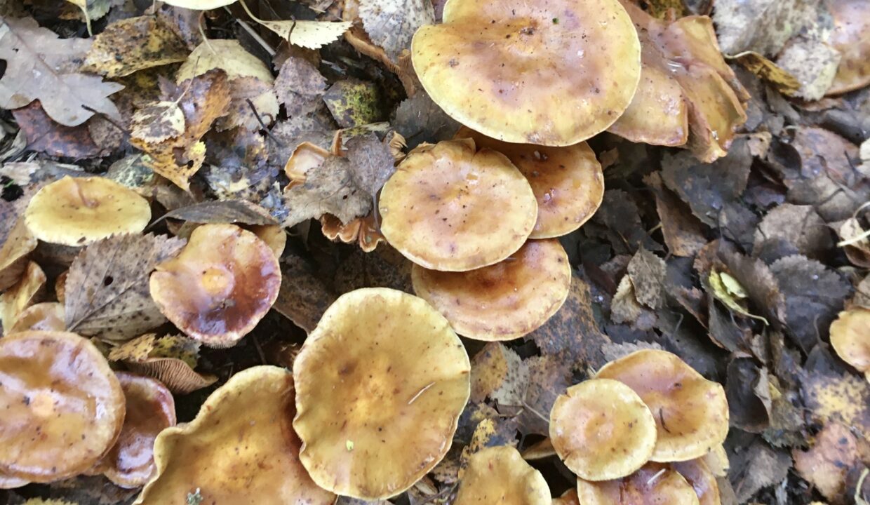 A05C7C7A-A626-4AAC-8E65-ABF873E22BB1