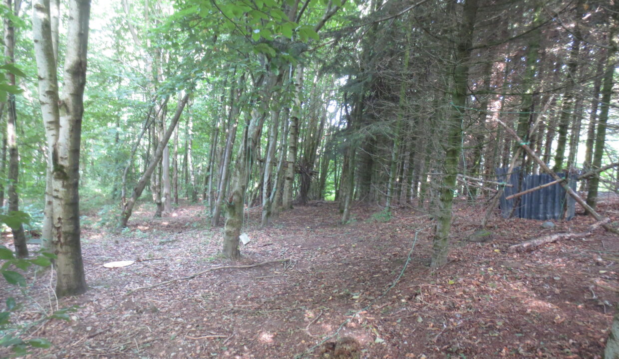 Sortenkær 2017 august (12)