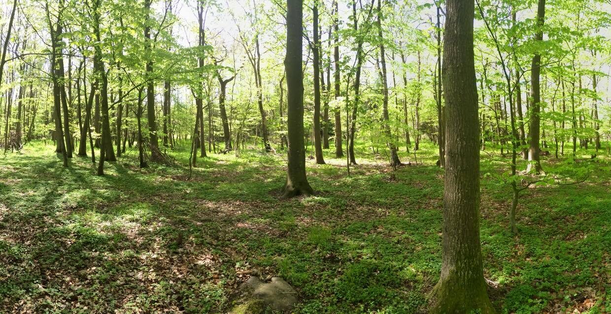Bøgeskov