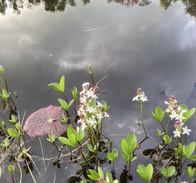 EDD6731F-4DED-40E9-8E64-11CDB31E1CF0_1_105_c