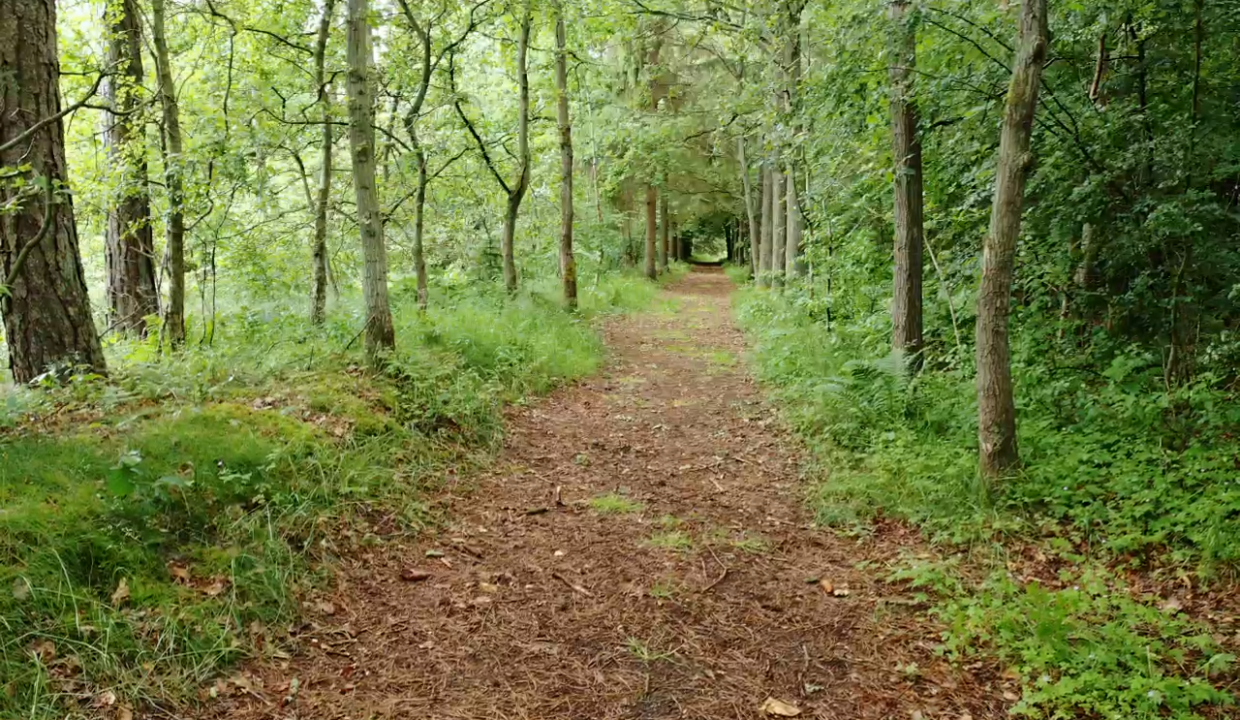 Skovsti